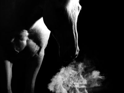 Atmungssystem (Pferde)