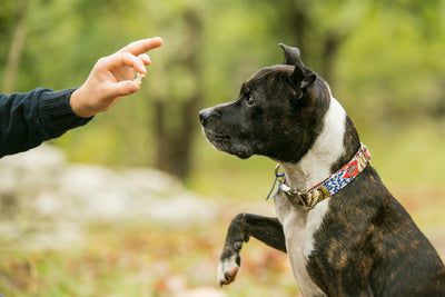 Kauartikel (Hund)
