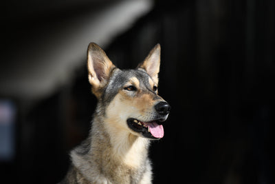 Maxi