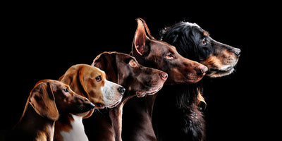 Hunde