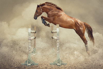 Sport (Pferd)