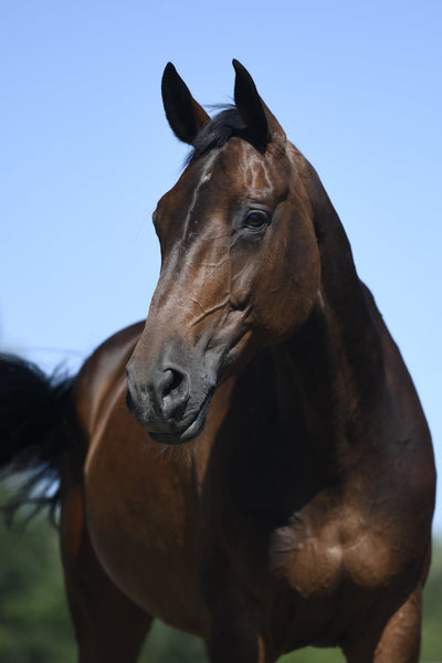 Senioren (Pferd)